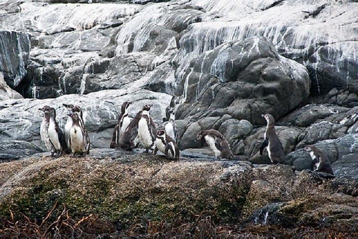 Private Cachagua Penguin-Watching Boat Tour from Santiago with Lunch photo 5