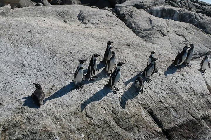 Private Cachagua Penguin Watching Tour from Valparaíso — Zapallar Boat Excursion photo 3