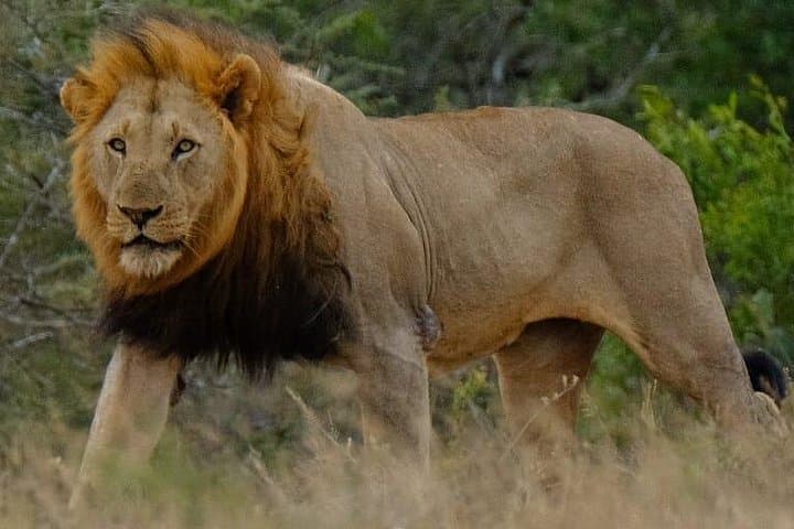 Hluhluwe-Imfolozi Day Safari: Big Five, Rhino Conservation & Rolling Savanna photo 1