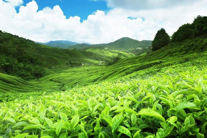 6-Day Sri Lanka Private Heritage Tour: Sigiriya, Kandy & Tea Country photo 2