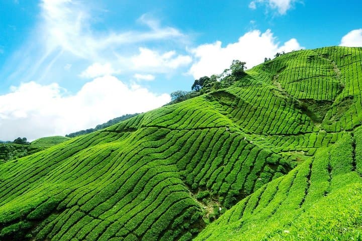 6-Day Sri Lanka Private Heritage Tour: Sigiriya, Kandy & Tea Country