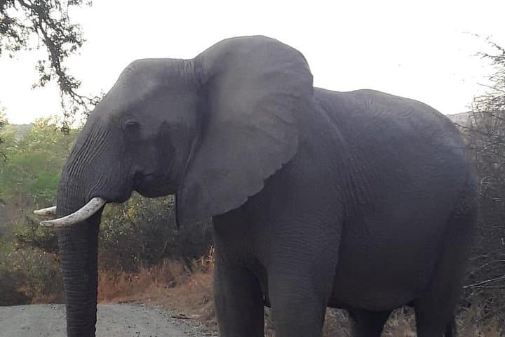 Hluhluwe-Imfolozi Day Safari: Big Five, Rhino Conservation & Rolling Savanna photo 2