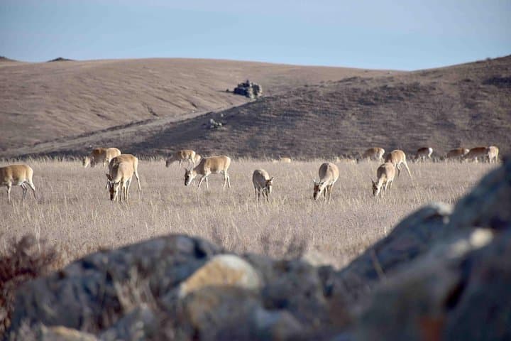 Hustai National Park & Nomadic Homestay: 2-Day Takhi Encounter from Ulaanbaatar photo 5