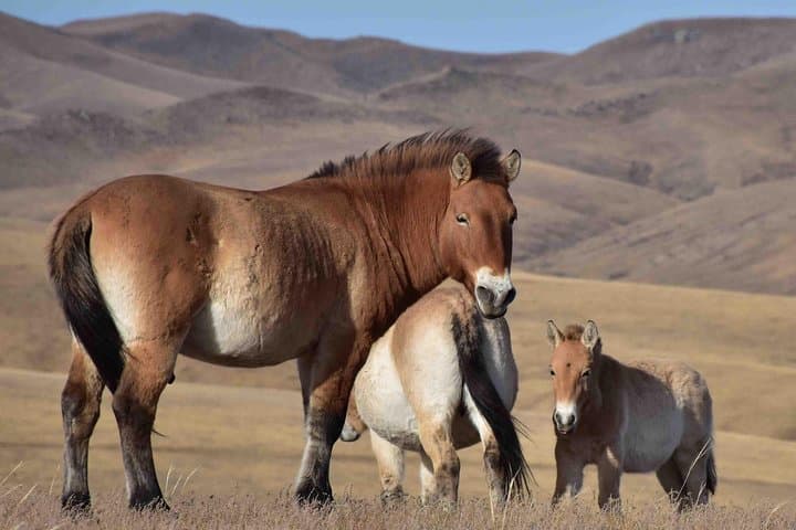 Hustai National Park & Nomadic Homestay: 2-Day Takhi Encounter from Ulaanbaatar photo 3