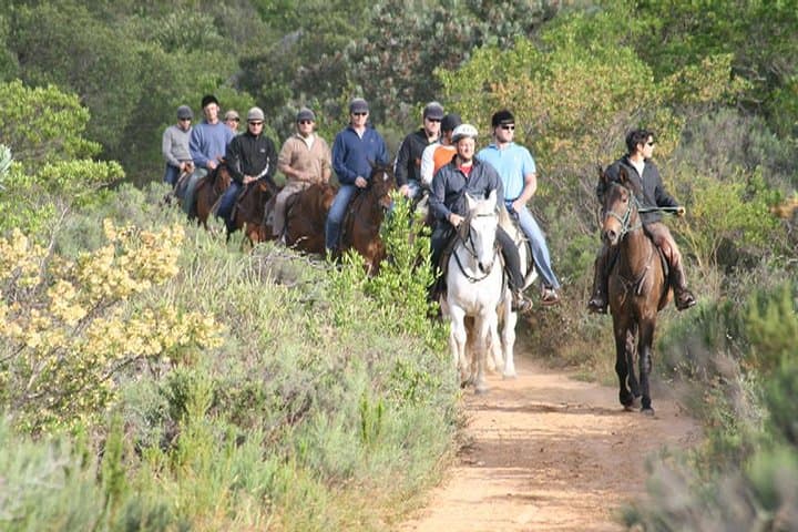 Paarl Full-Day Wine Tasting Horse Trail — Ride the Cape Winelands photo 4