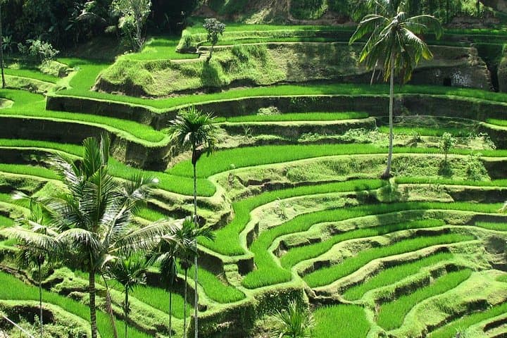 Best of Ubud: Full-Day Culture, Rice Terraces & Waterfall Tour photo 4
