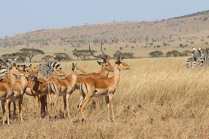 4-Day Serengeti Migration Safari: Private Roundtrip Flight from Zanzibar