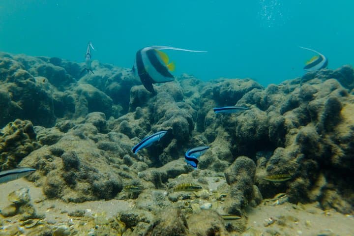 Kosi Bay Mouth Kayaking & Snorkeling: Fish Traps, Mangroves and a Traditional Braai photo 6