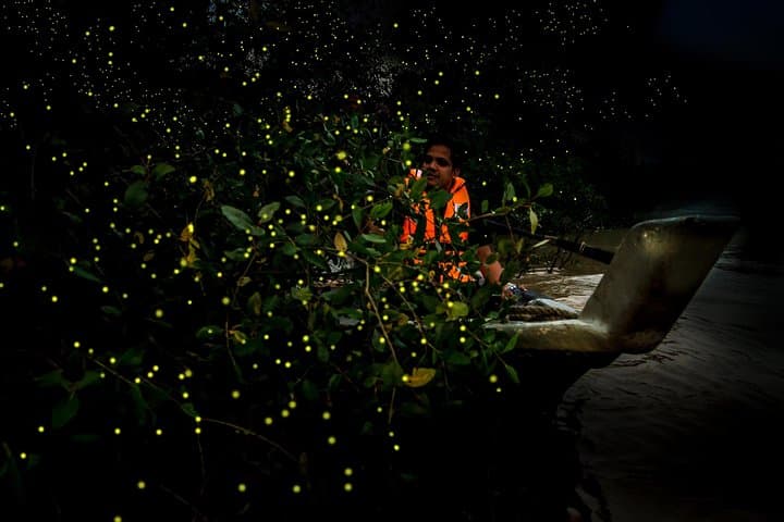 Kuala Selangor Fireflies Boat Tour with Seafood Dinner photo 3
