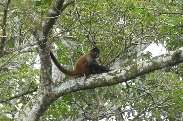 Private Caño Negro Pantoon Wildlife Tour from La Fortuna photo 6