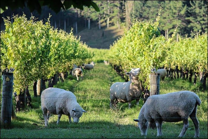 Napier Art Deco & Premium Wineries: Half-Day Shore Excursion in Hawke's Bay photo 3