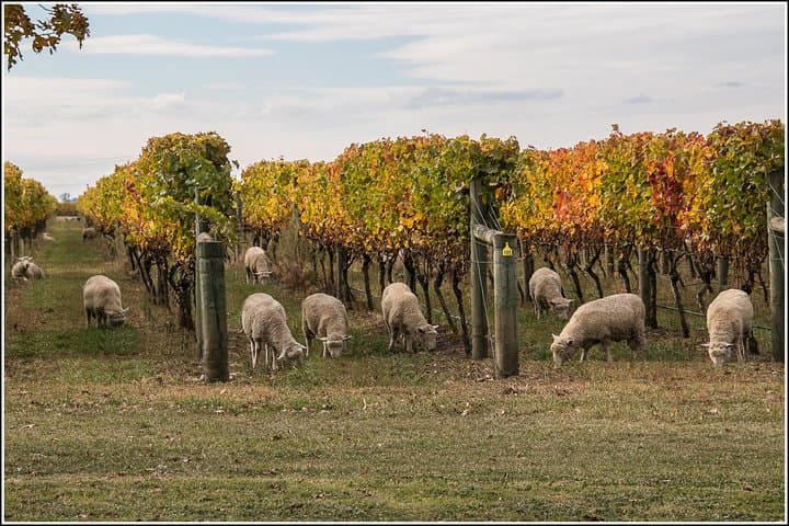napier-premium-wine-beer-and-cider-tour-a-half-day-tasting-in-hawkes-bay photo 2