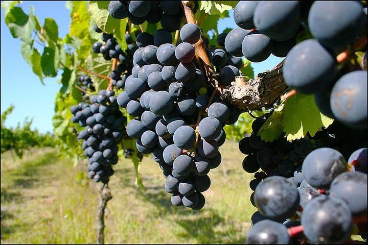 napier-premium-wine-beer-and-cider-tour-a-half-day-tasting-in-hawkes-bay photo 5