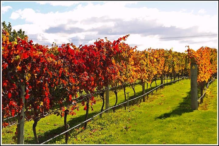 Napier Premium Wineries and Beer Tour: Half-Day Hawke's Bay Tastings photo 2