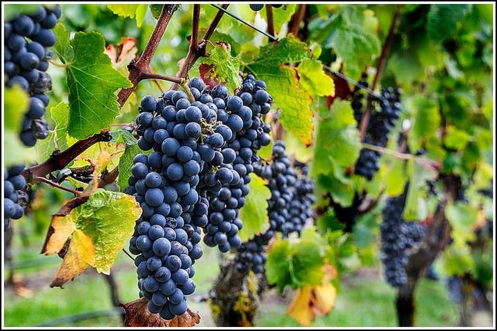 Hawke's Bay Half-Day Small-Group Winery Tour from Napier