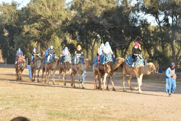 Sunset Camel Ride in Agadir: Eucalyptus Trails, Souss River & Mint Tea photo 3