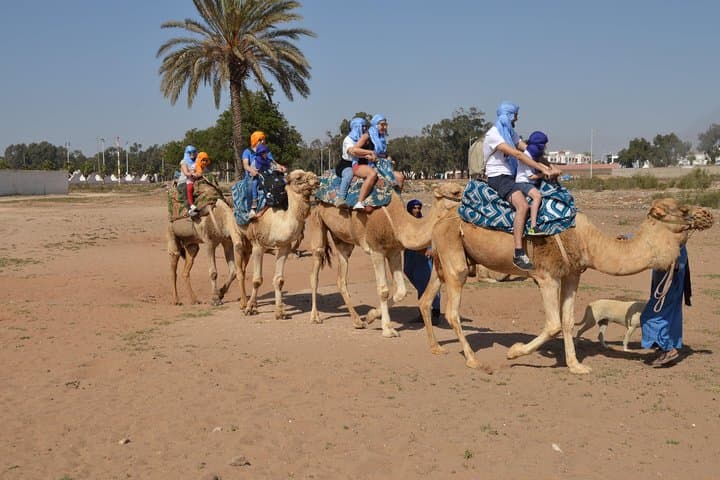 Sunset Camel Ride in Agadir: Eucalyptus Trails, Souss River & Mint Tea photo 6