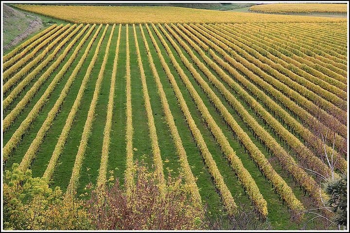 Hawke's Bay Half-Day Small-Group Winery Tour from Napier photo 3