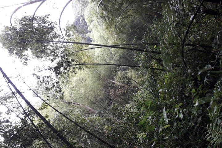 Howler Monkeys and Bird-Watching Hike in Salento's Gallery Forest photo 6