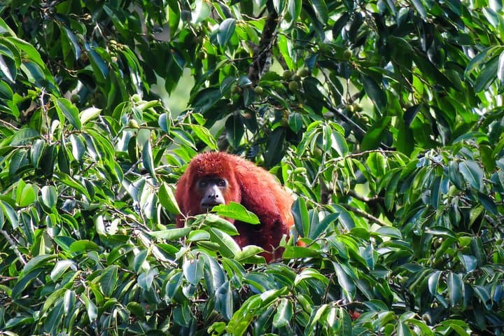 Howler Monkeys and Bird-Watching Hike in Salento's Gallery Forest photo 4
