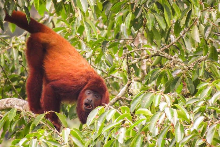 Howler Monkeys and Bird-Watching Hike in Salento's Gallery Forest photo 2
