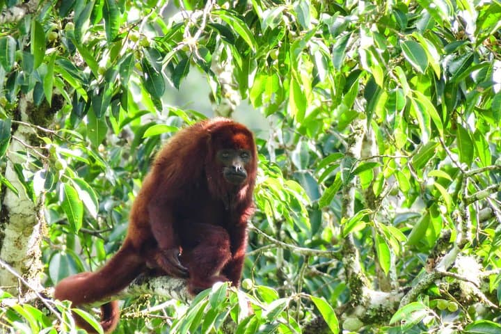 Howler Monkeys and Bird-Watching Hike in Salento's Gallery Forest