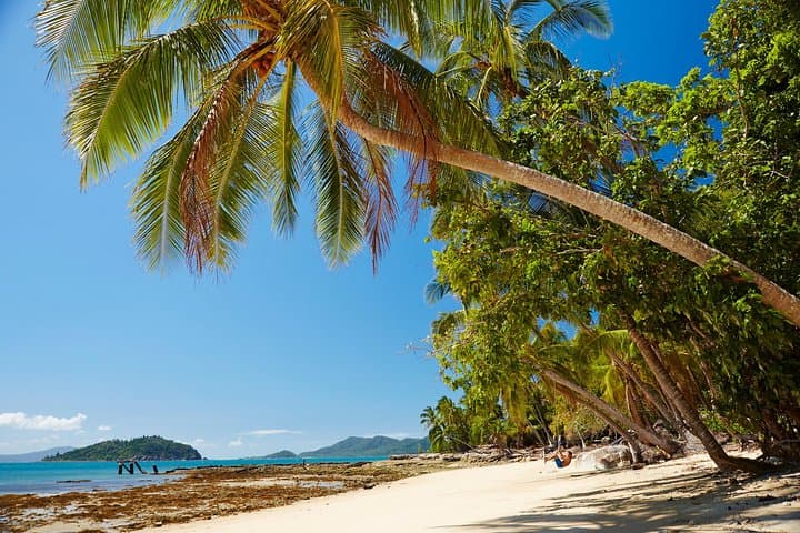Private Daintree Wanderer Tour: Daintree Rainforest, River Cruise & Cape Tribulation photo 3