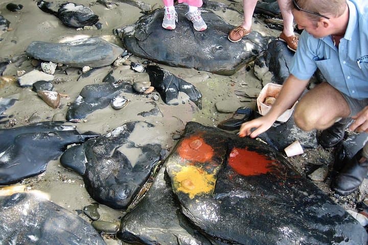 Private Daintree Wanderer Tour: Daintree Rainforest, River Cruise & Cape Tribulation photo 4