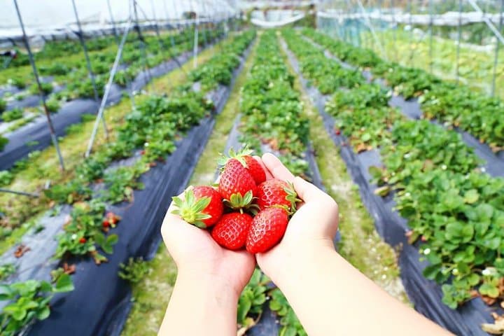 Cameron Highlands Full-Day Private Nature Tour from Kuala Lumpur photo 6