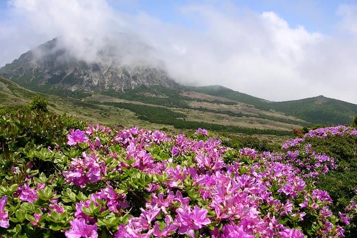 5-Day Jeju Hiking: Hallasan Summit, Yeongsil & Olle Coastal Trails photo 5