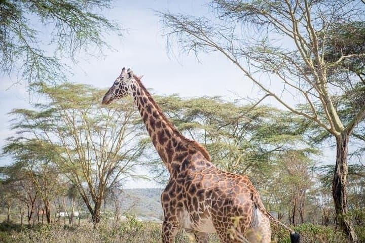 Half-Day Giraffe Center Visit in Nairobi — Feed Rothschild’s Giraffes in Karen photo 3