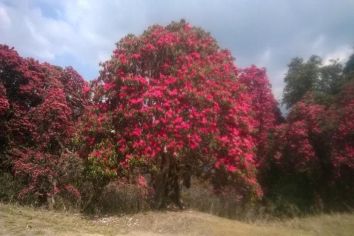 Annapurna Base Camp Trek: 11-Day Classic Route from Pokhara photo 4