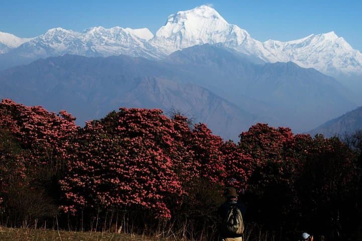Ghorepani Poon Hill Trek: Sunrise Views & Annapurna Short Trek Guide photo 6