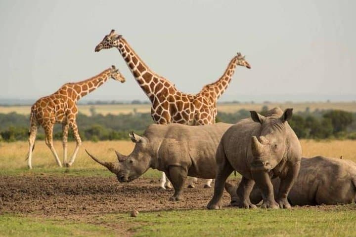 Full-Day Ol Pejeta Conservancy & Ngare Ndare Forest Safari from Nairobi photo 1