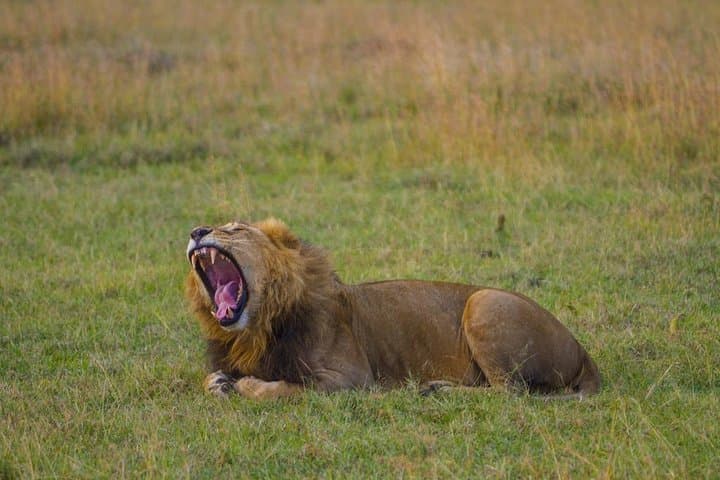 Full-Day Ol Pejeta Conservancy & Ngare Ndare Forest Safari from Nairobi photo 2