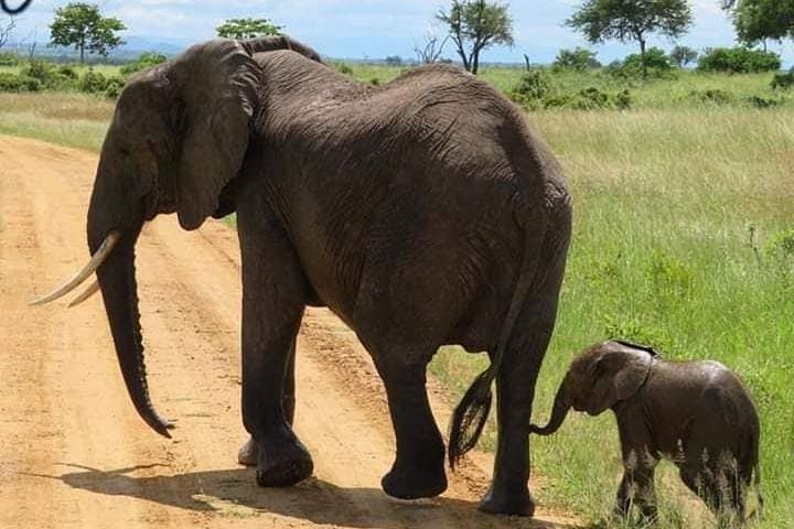 Dar es Salaam Transfers & Accommodation: 24/7 Van Service and Local Day Tours photo 5