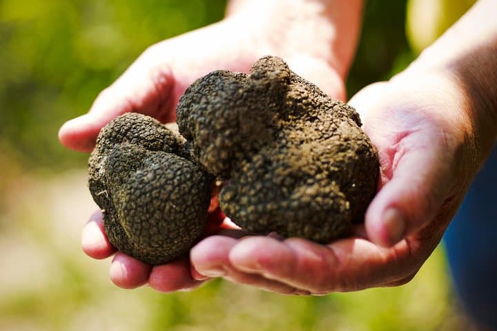 Hunt for Istria's Truffles in Gažon: Guided Foraging Near Koper
