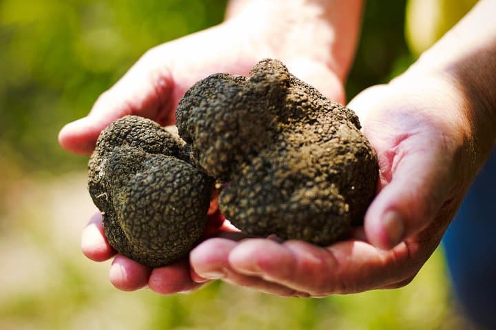 istria-truffle-hunt-and-wine-tasting-slovenia