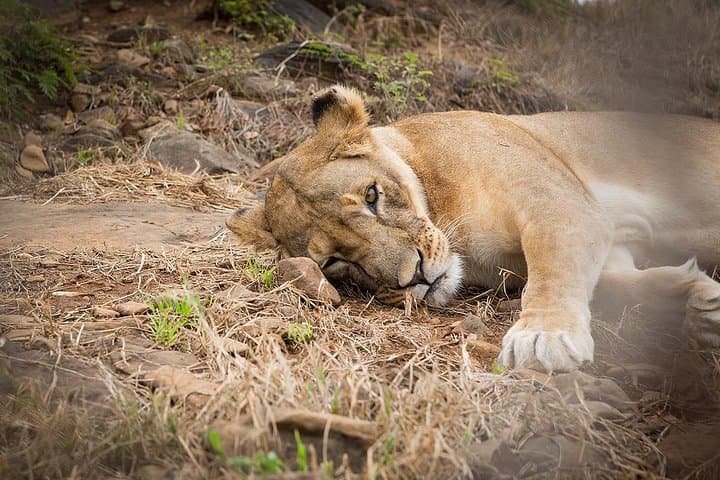 Kisumu Day Tour: Ndere Island, Impala Sanctuary & Cultural Stops on Lake Victoria photo 2