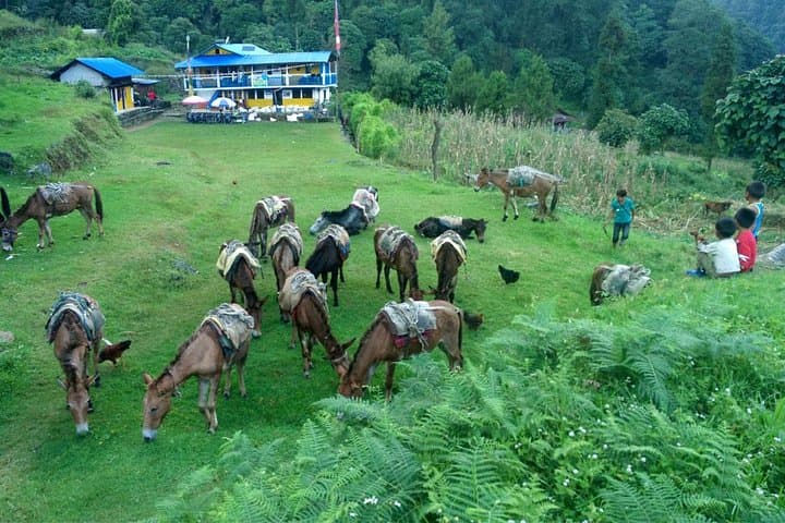 Kanchenjunga South Base Camp Trek: 13-Day Remote Himalayan Journey photo 5