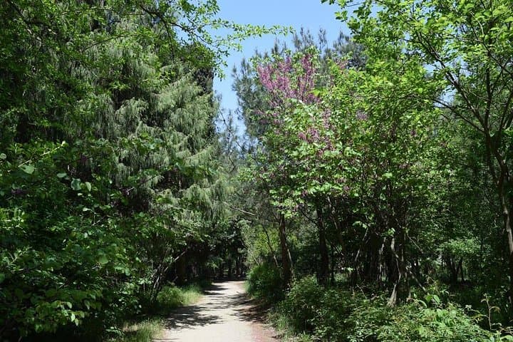 Gobustan Petroglyphs Day Trip from Baku: Rock Art, Mud Volcanoes & Botanical Garden photo 6