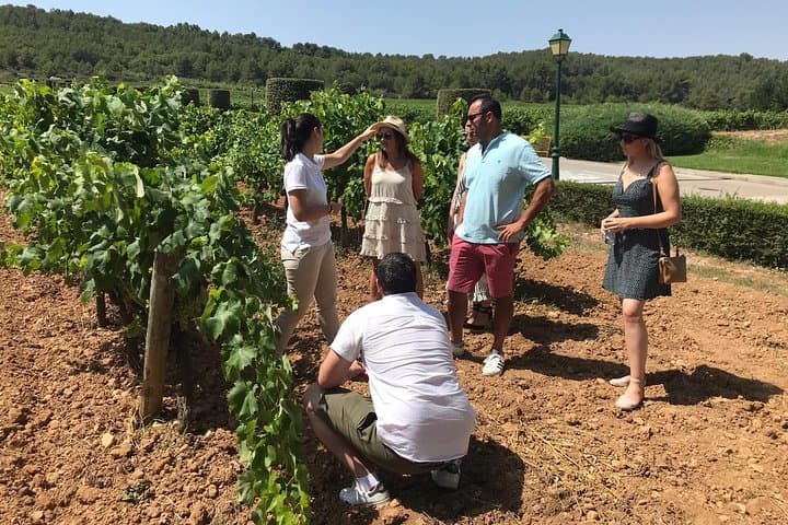 Private Day Trip to Montserrat & Cava Wineries from Barcelona photo 5