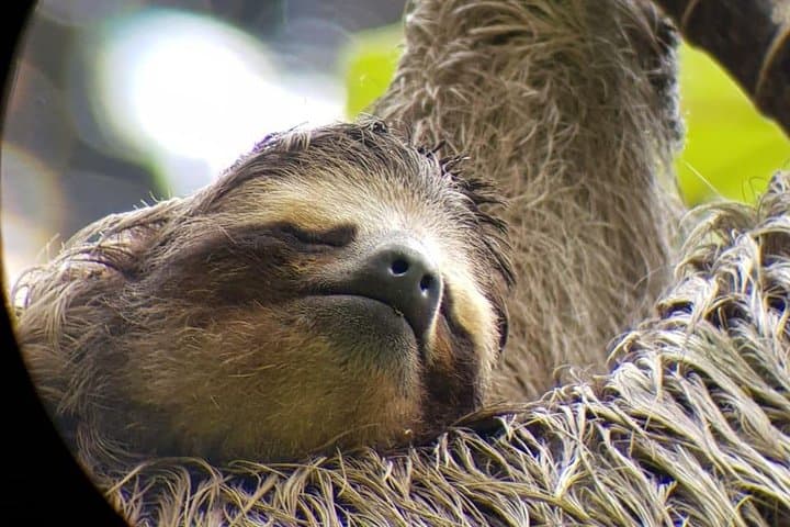 Urban Sloths & City Birds: San José Walking Nature Tour