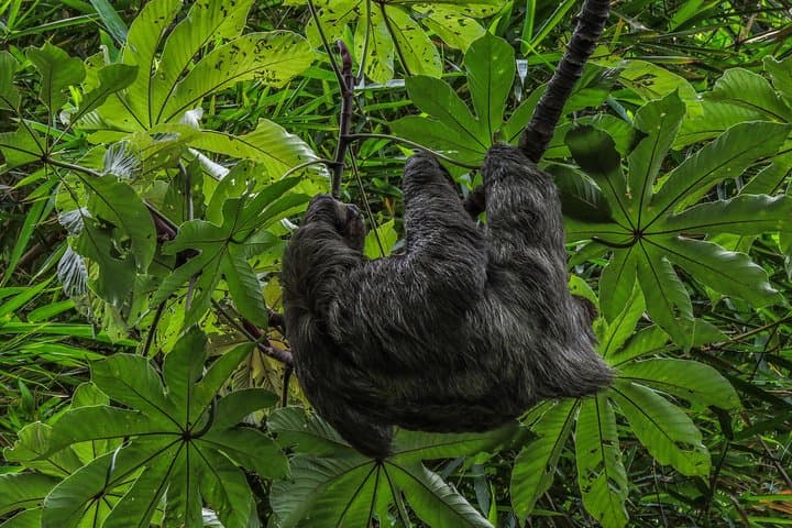 Urban Sloths & City Birds: San José Walking Nature Tour photo 6