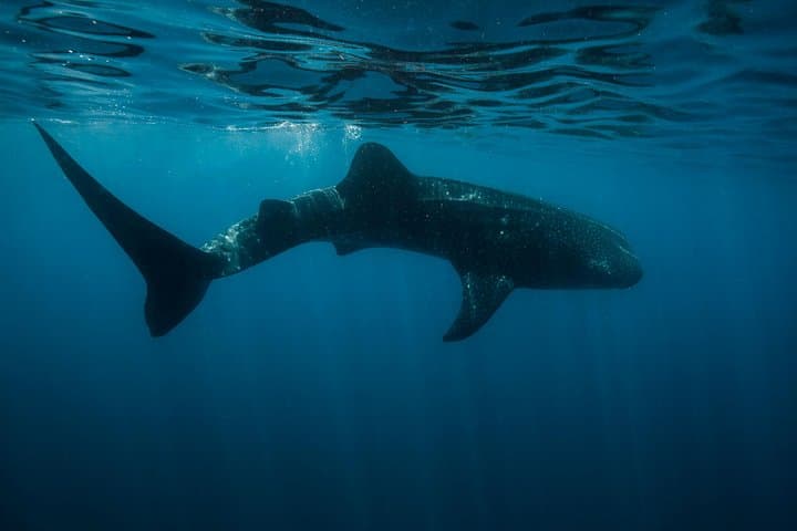 Swim with Whale Sharks in Cancun: Guided Encounter from Punta Sam & Isla Mujeres photo 3