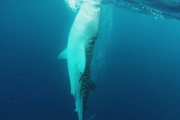 Swim with Whale Sharks in Cancun: Guided Encounter from Punta Sam & Isla Mujeres photo 4