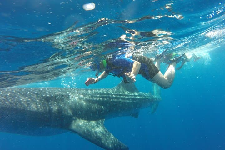 Swim with Whale Sharks in Cancun: Guided Encounter from Punta Sam & Isla Mujeres photo 5