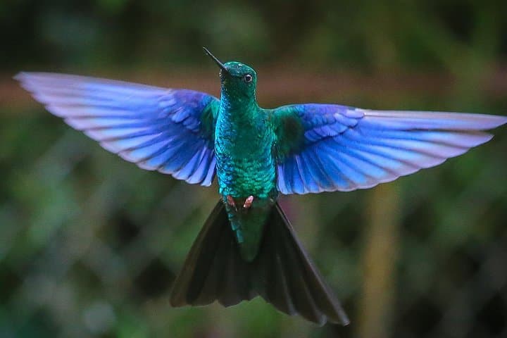 Hummingbird Birdwatching Encounter Near Bogotá — Half-Day Garden Tour photo 2