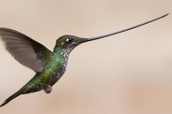 Hummingbird Birdwatching Encounter Near Bogotá — Half-Day Garden Tour