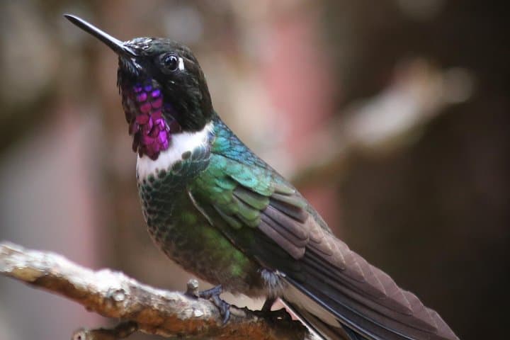 Hummingbird Birdwatching Encounter Near Bogotá — Half-Day Garden Tour photo 6